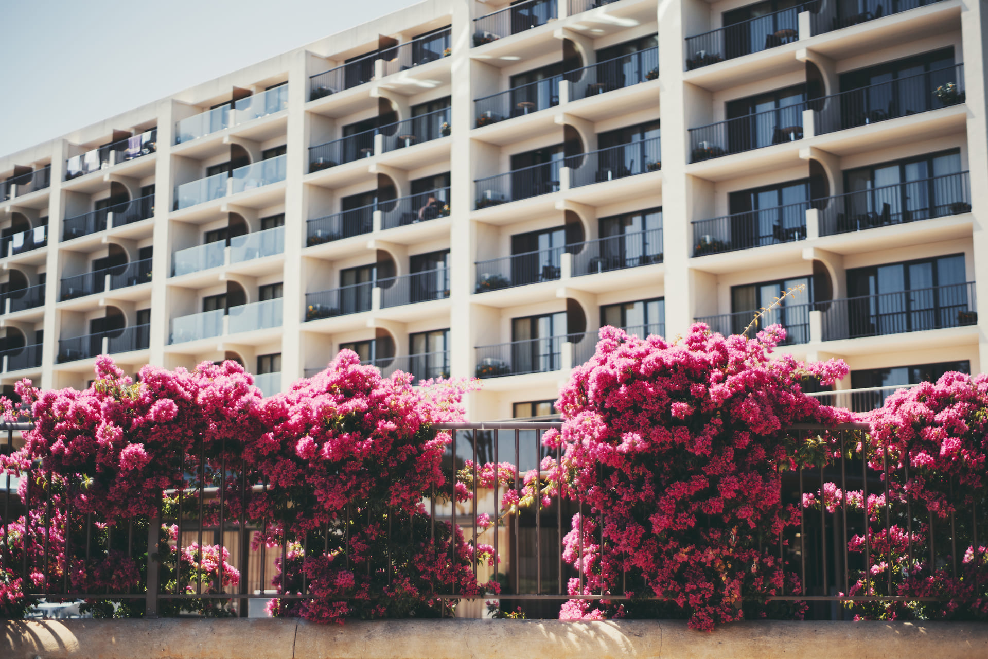 flowers-blooming-and-a-hotel-facade-2024-10-18-08-25-51-utc